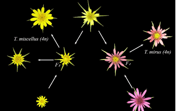 Retrotransposons