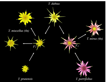 Retrotransposons