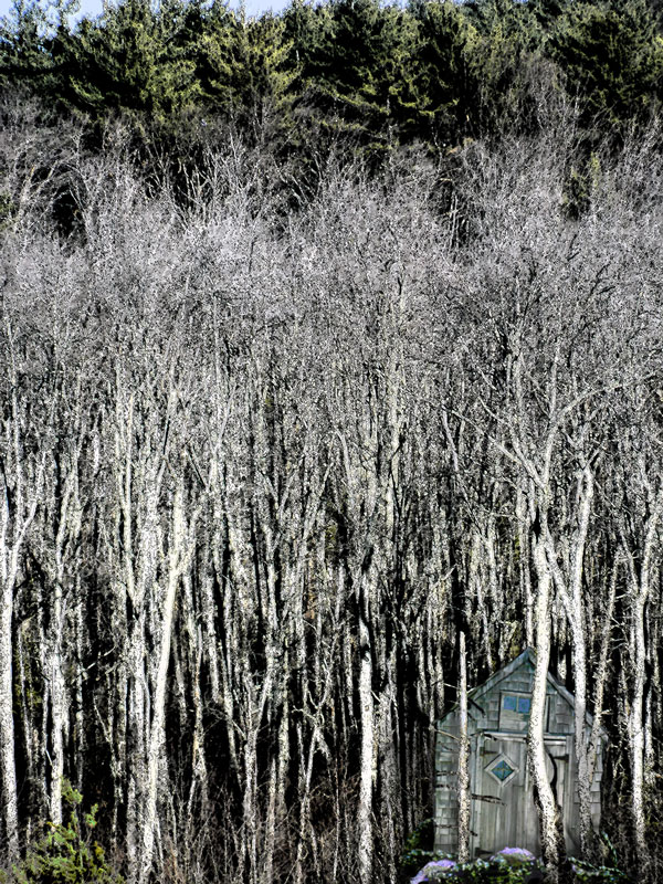 Forest with Dune Shack